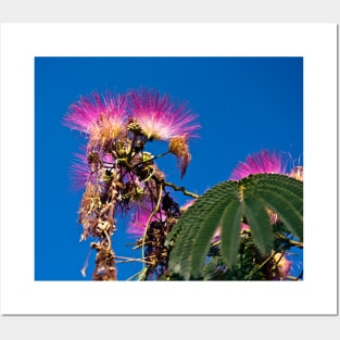 French flowering Mimosa Posters and Art